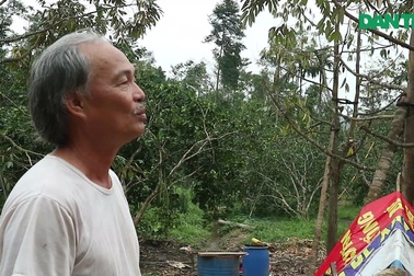 Người dân chia sẻ về thiệt hại vườn cây ăn quả sau bão