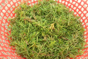 Mặn mòi rau nhót