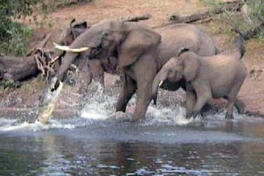 Quay được cảnh hiếm gặp cá sấu tấn công voi