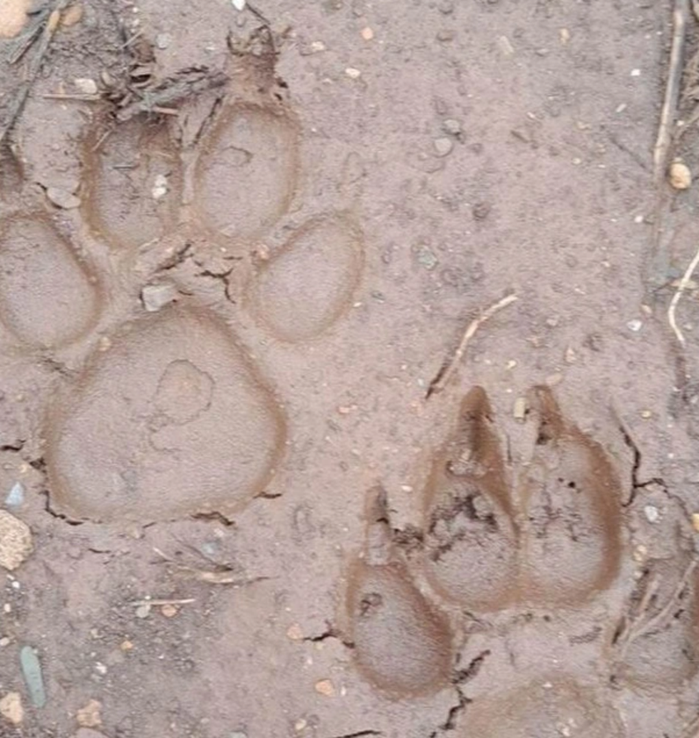 Nghi vấn xuất hiện 2 con hổ ở Sơn La - 2