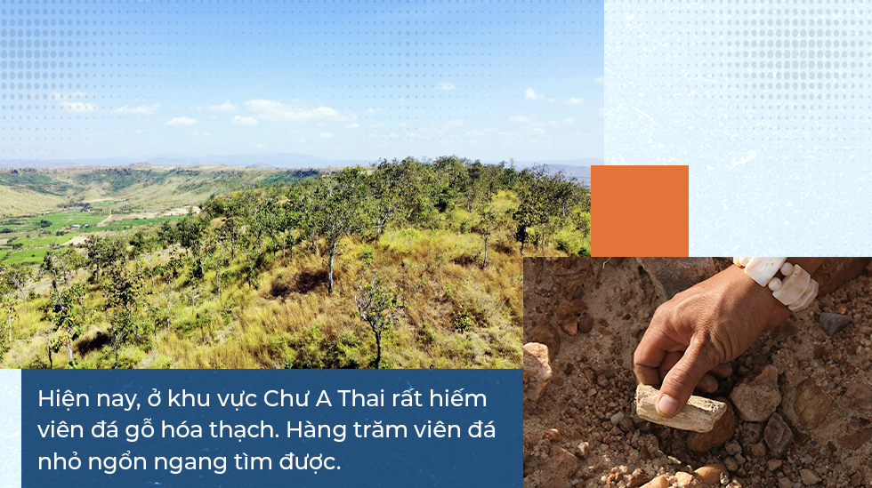 Bí ẩn về vương quốc gỗ hóa thạch trên cao nguyên Gia Lai - 17 Bí ẩn về vương quốc gỗ hóa thạch trên cao nguyên Gia Lai - 17