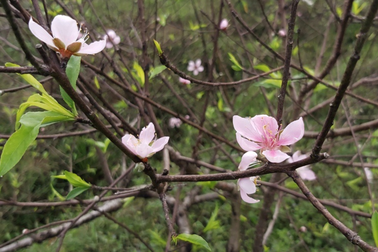 Miên man tháng Chạp
