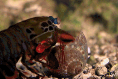 Giải mã bí mật sức mạnh của “sát thủ đại dương” tôm bọ ngựa