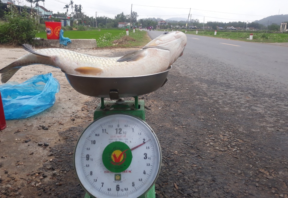Làng nuôi cá lồng hốt bạc dịp đầu Xuân - 4 Làng nuôi cá lồng hốt bạc dịp đầu Xuân - 4