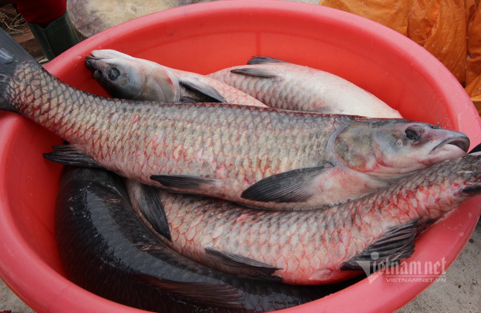 Xuyên đêm hít khói, kho 5.000 nồi cá bán Tết Canh Tý - 3 Xuyên đêm hít khói, kho 5.000 nồi cá bán Tết Canh Tý - 3