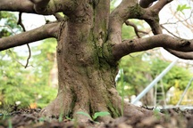 Chiêm ngưỡng "lão mai" đế khủng, chi chằng chịt từ gốc tới ngọn