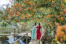 Mê mẩn với sắc vàng anh đỏ rực giữa di sản Phong Nha - Kẻ Bàng