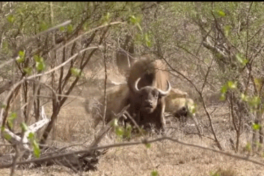 Choáng với cảnh 4 con linh cẩu hạ gục và xé xác trâu rừng