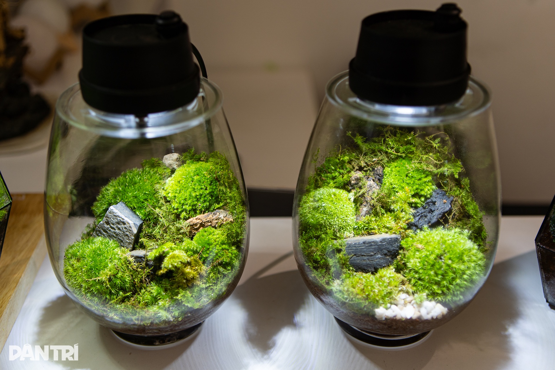 Độc lạ chàng trai Hà Nội vẽ tranh bằng rêu tươi bán tiền triệu - 4 Độc lạ chàng trai Hà Nội vẽ tranh bằng rêu tươi bán tiền triệu - 4