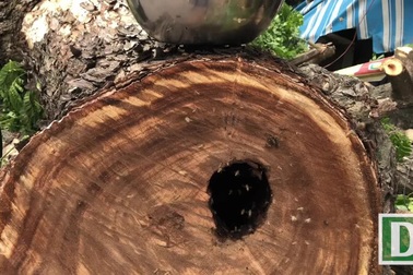 Bất ngờ phát hiện tổ ong lớn trong cây cổ thụ bị đổ ở Sài Gòn