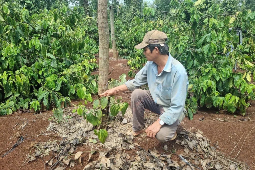 “Tiêu tặc” lén phá vườn nhà dân, cắt dây đem bán giống