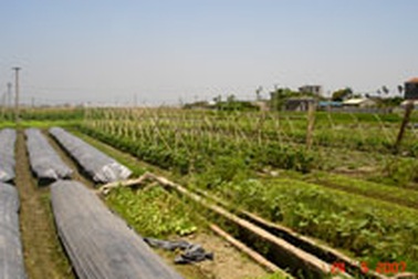 Thêm một sự thật về rau an toàn