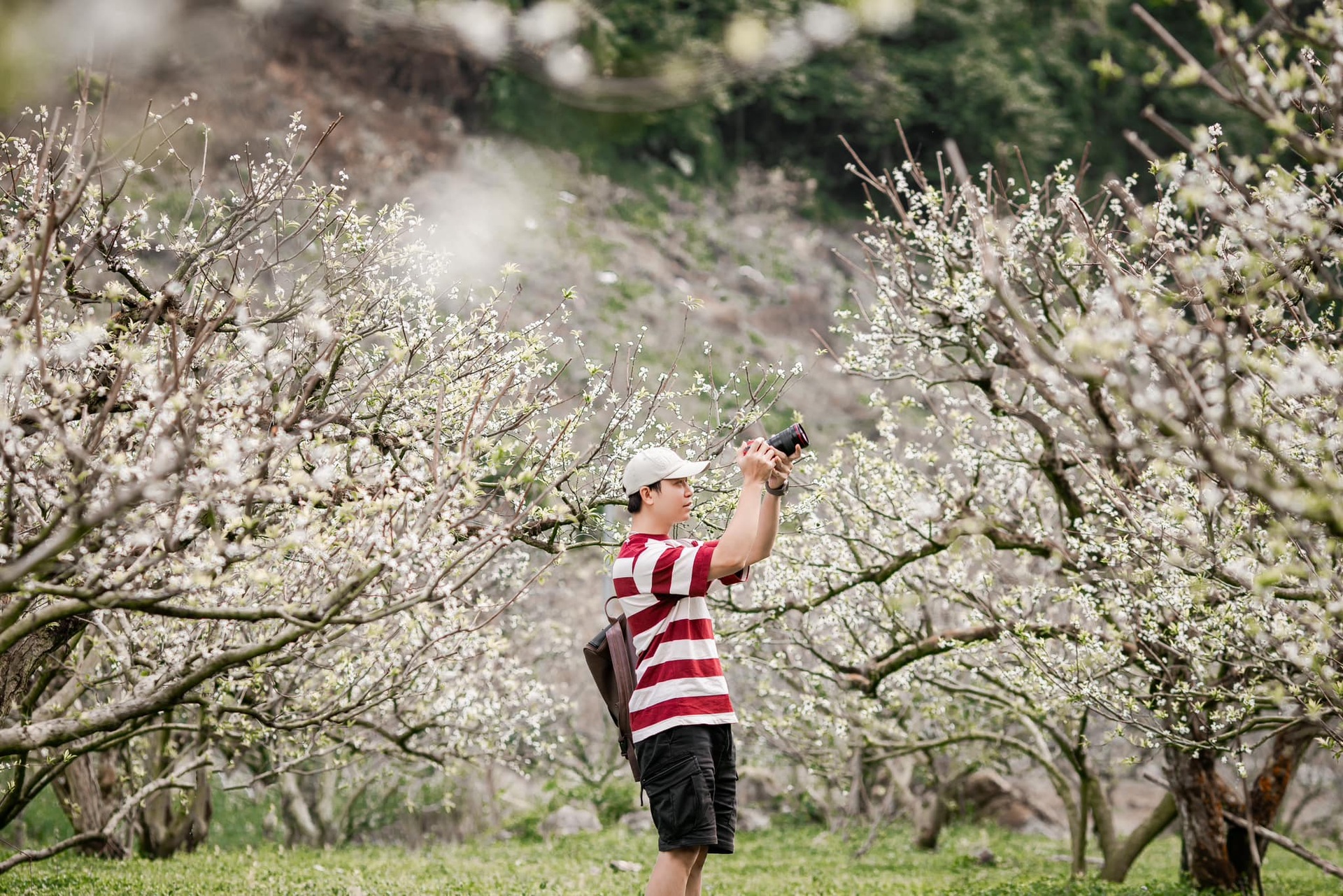 Những điểm chụp hoa đẹp ở Mộc Châu - 1 Những điểm chụp hoa đẹp ở Mộc Châu - 1