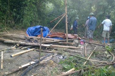 5 con voi rừng kéo về tàn phá lúa của dân