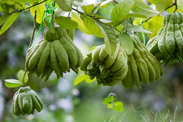 Phật thủ 2 triệu/quả thắt nơ chờ ngày trả khách trưng Tết