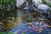 Hai cháu bé 4 tuổi tử vong trong bể cá Koi