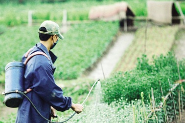 Dư lượng thuốc bảo vệ thực vật trong rau: Lại SOS! 