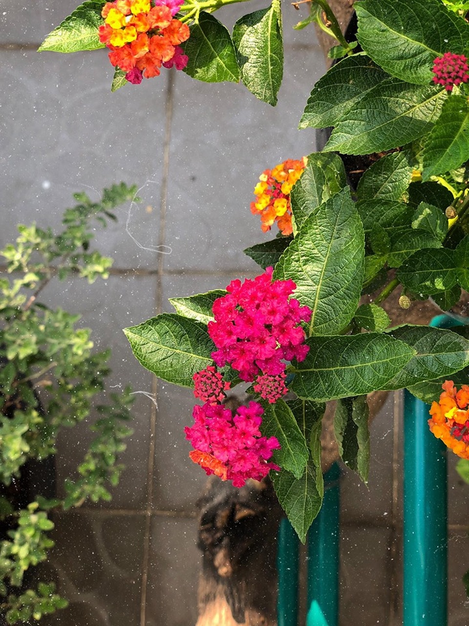 Người chồng ở Sài Gòn tự làm vườn sân thượng “sống ảo” cho vợ - 6 Người chồng ở Sài Gòn tự làm vườn sân thượng “sống ảo” cho vợ - 6