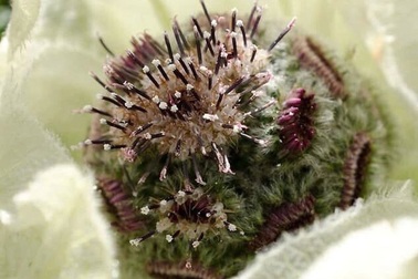 Cận cảnh bông hoa không dưới 5 triệu đồng đang được dân chơi Việt săn lùng