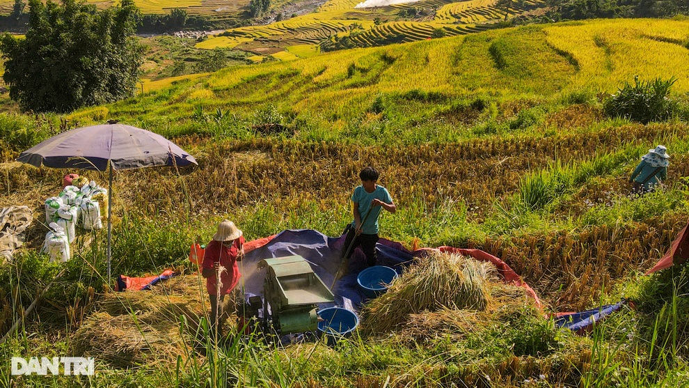 Mùa gặt hạt vàng trên những thửa ruộng bậc thang Sa Pa - 2 Mùa gặt hạt vàng trên những thửa ruộng bậc thang Sa Pa - 2