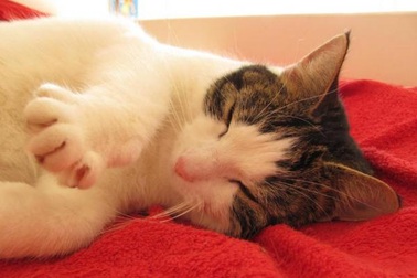 Phát hiện hàm lượng cao các hóa chất độc hại trong mèo nhà