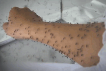 Lạ lùng nghề ngồi im cho muỗi đốt, hàng trăm con bâu đen kịt tay ở Hà Nội