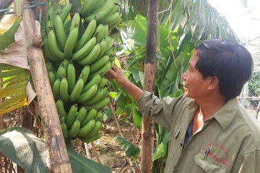 Anh nông dân giỏi làm giàu trên những dự án bỏ hoang