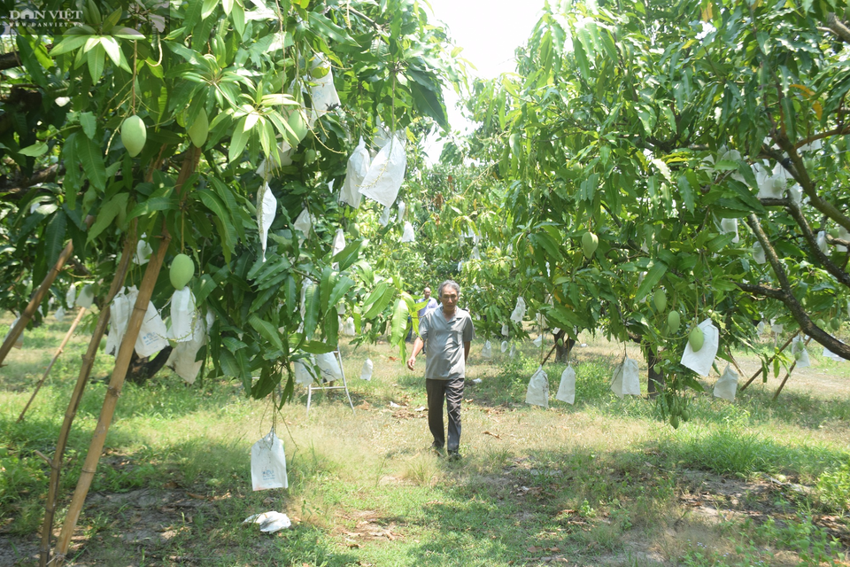 Trồng xoài trên đất toàn cát, ông nông dân lãi nửa tỷ đồng - 2 Trồng xoài trên đất toàn cát, ông nông dân lãi nửa tỷ đồng - 2