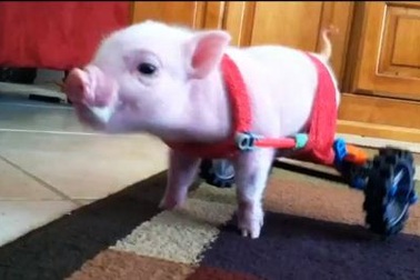 Lợn dị tật đi xe lăn gây sốt trên mạng