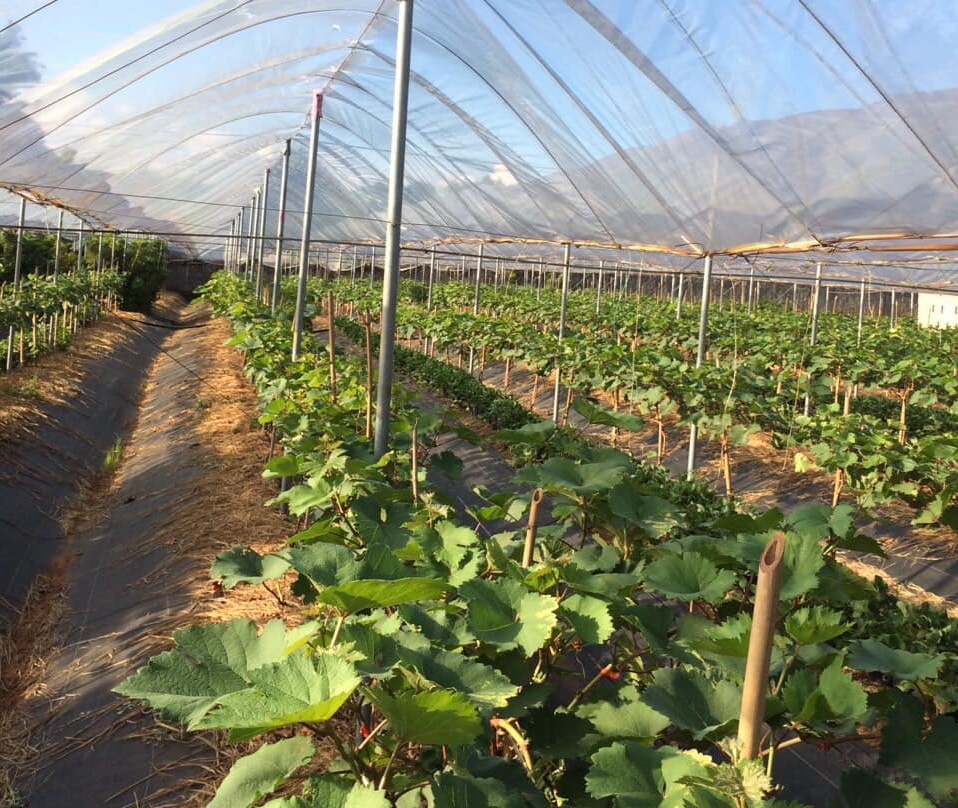 Ông chủ quán cà phê về quê cuốc đất trồng nho, dâu tây ở Quảng Trị - 1 Ông chủ quán cà phê về quê cuốc đất trồng nho, dâu tây ở Quảng Trị - 1