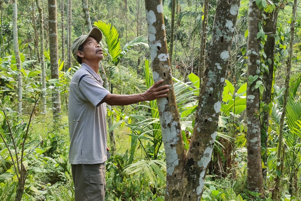Giấc mơ nuôi trầm hương bạc tỷ nơi đại ngàn - 1 Giấc mơ nuôi trầm hương bạc tỷ nơi đại ngàn - 1