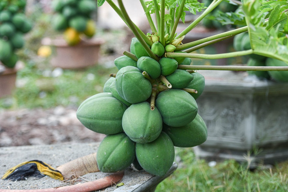Săn đu đủ bonsai dáng siêu độc, quả đẻ chi chít chơi Tết - 3 Săn đu đủ bonsai dáng siêu độc, quả đẻ chi chít chơi Tết - 3