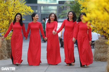 Đường mai rực rỡ sắc xuân ở TPHCM sẵn sàng đón người dân vui chơi Tết 2022