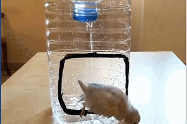 Làm bồn tắm sáng tạo cho vẹt nuôi từ chai nhựa