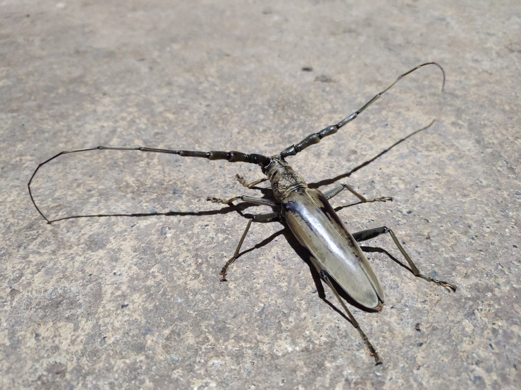 Generatie Alpha kent deze 5 insecten die deel uitmaakten van de kindertijd van hun ouders misschien niet - 1 Gen Alpha có thể không biết 5 loài côn trùng từng là tuổi thơ của cha mẹ - 1