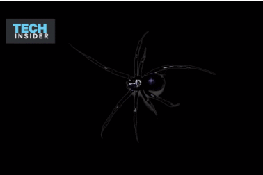 Điều gì xảy ra khi bạn bị một con nhện góa phụ đen cắn?