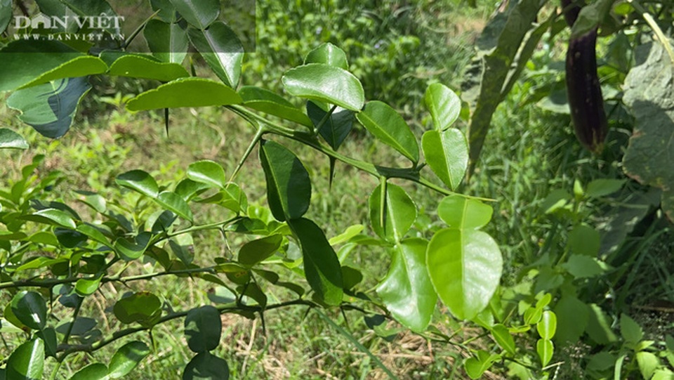 Đồng Nai: Chàng trai bỏ phố về quê trồng chanh, chỉ vặt lá bán cũng thu tiền tỷ - 4 Đồng Nai: Chàng trai bỏ phố về quê trồng chanh, chỉ vặt lá bán cũng thu tiền tỷ - 4