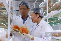 Chàng trai Đà Lạt tự trả lương cho bản thân cả tỷ đồng/năm từ 1.000m2 vườn nhà