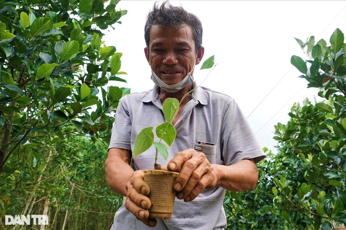 Thu tiền tỷ nhờ trồng loài cây dại, càng nắng nóng càng hái ra tiền - 7 Thu tiền tỷ nhờ trồng loài cây dại, càng nắng nóng càng hái ra tiền - 7