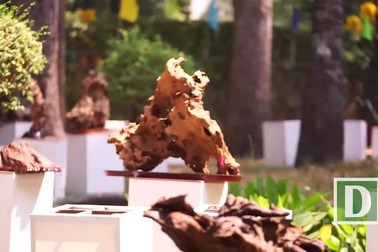 TPHCM: Ngắm Hội Hoa Xuân 2019 trước giờ khai mạc