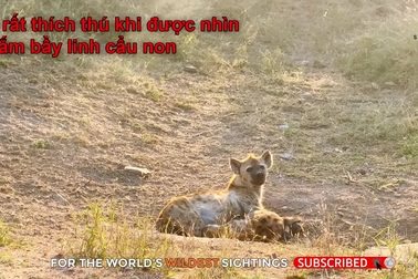 Linh cẩu non đang nằm cùng mẹ bị sư tử lao đến đoạt mạng