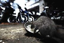 Không phải ai cũng bị bệnh suy thận từ chuột cống