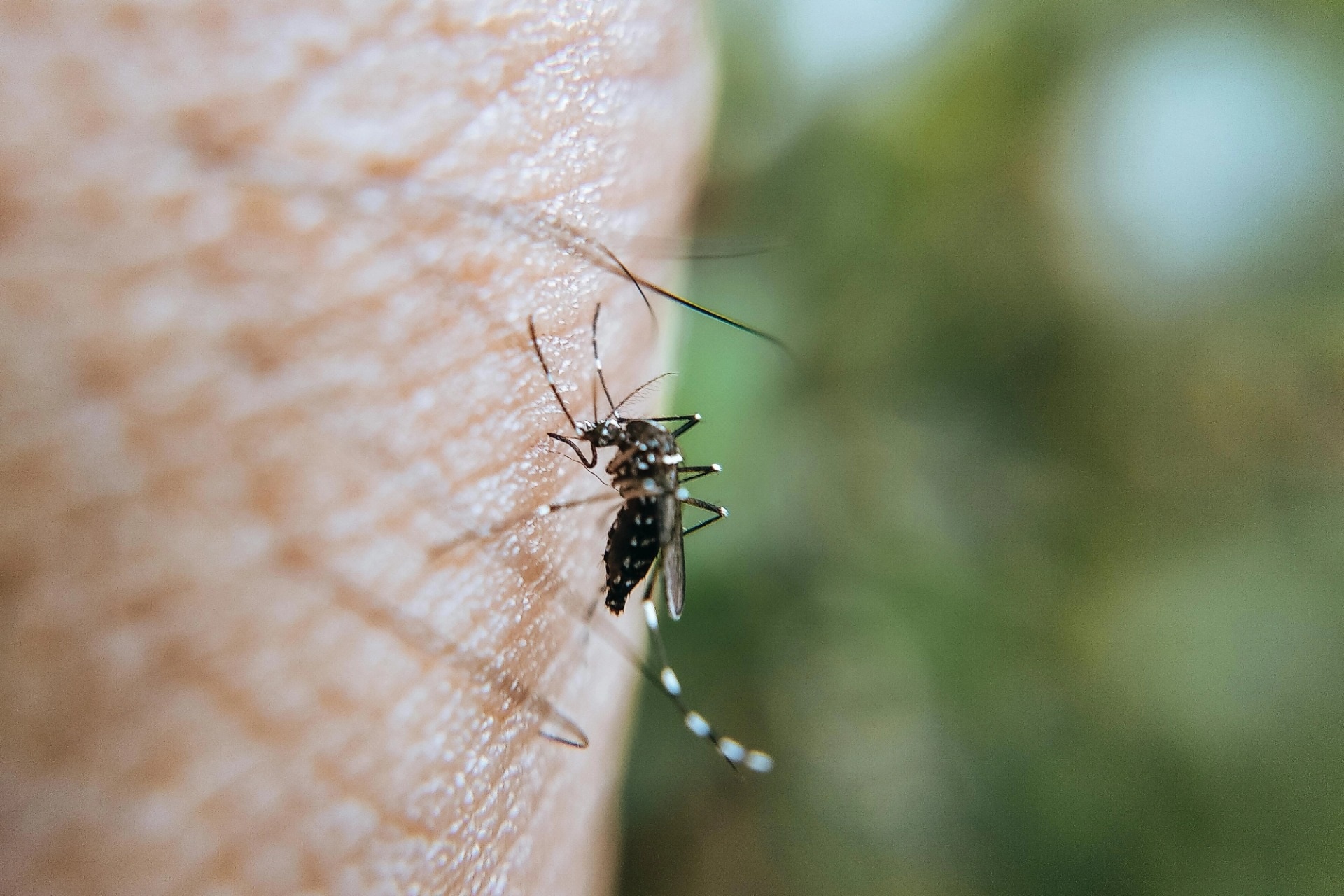 Chikungunya có đặc điểm giống bệnh sốt xuất huyết, làm sao để phân biệt? - 1