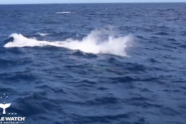 Bơi nhầm vào lãnh địa, cá voi xanh bị đàn cá voi sát thủ "xé xác" tan tành