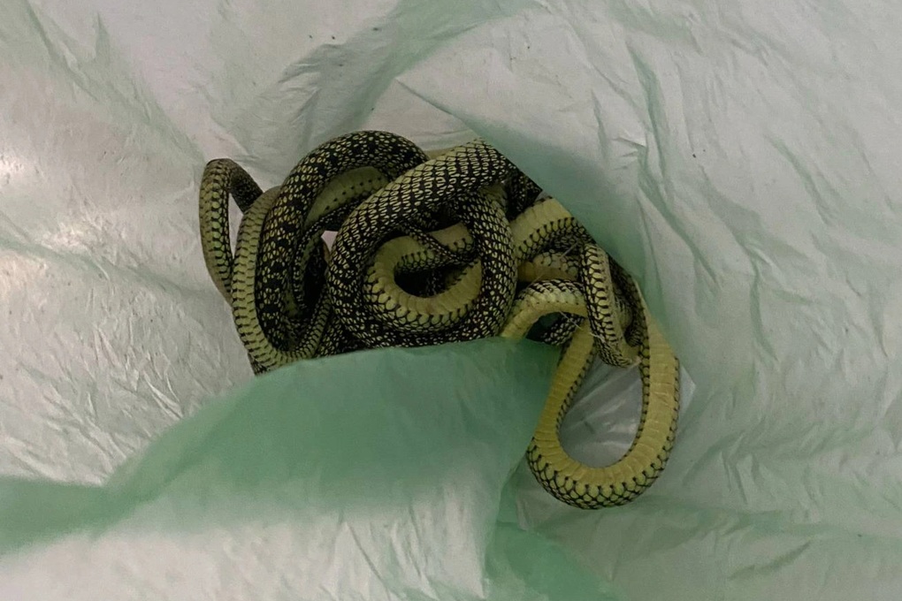 Hoảng hồn phát hiện cả ổ rắn trong dàn lạnh điều hòa ở Quảng Nam - 2