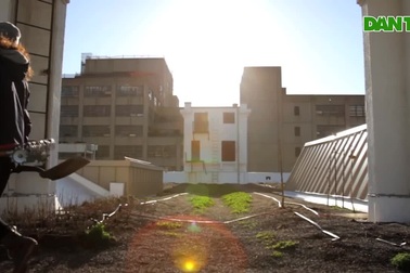 Nông trại "khủng" trồng rau, nuôi gà, thả ong trên nóc nhà 6 tầng