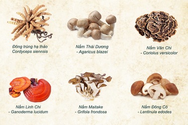 6 loài nấm y học dành cho người mắc ung thư
