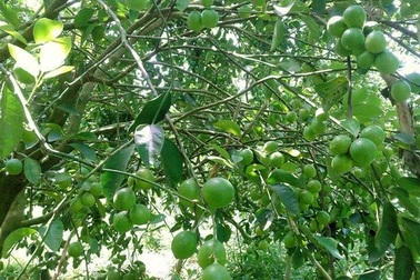 Chặt nhãn, đốn chôm chôm để trồng chanh không hạt