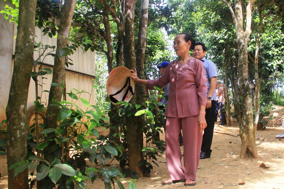 Vườn chè cổ thụ được gìn giữ như báu vật, trả tiền triệu mỗi gốc không bán - 7 Vườn chè cổ thụ được gìn giữ như báu vật, trả tiền triệu mỗi gốc không bán - 7