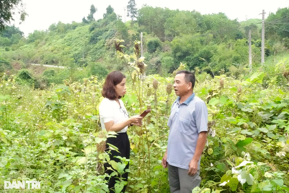 Vỡ mộng làm giàu, người trồng cây gai xanh thu về... gai độc - 4 Vỡ mộng làm giàu, người trồng cây gai xanh thu về... gai độc - 4